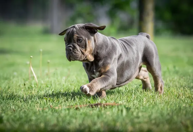 Bulldog Préparation 4X4