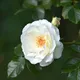 RACER BLANC - 7 x 16 - 5 x 150 - Dep 15