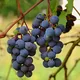 Sangle cinétique Black Vine 8 mètres 15 tonnes