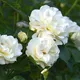 RACER BLANC - 7 x 16 - 6 x 139.7 - Dep -10