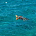 D-Max - Snorkel pour Isuzu